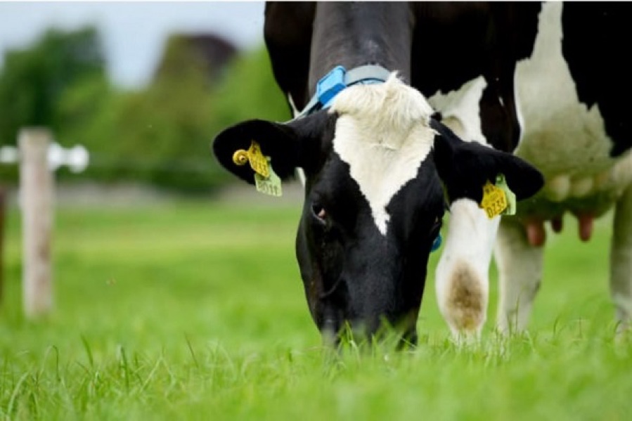 dairy - slider image